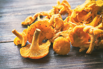 Freshly picked chanterelle mushrooms on wooden table