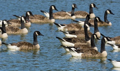 canada goose