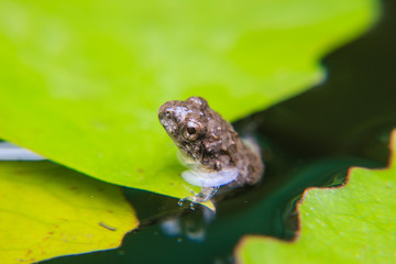tadpoles or Baby frogs on a leaf