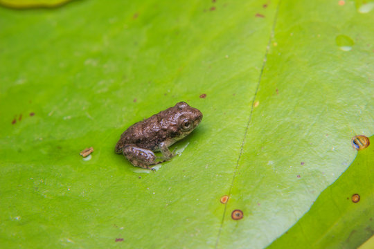 tadpoles or Baby frogs on a leaf