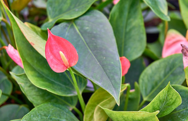 Red spathiphyllum in the greenhouse    