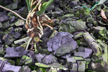 charcoal were used as planting material 