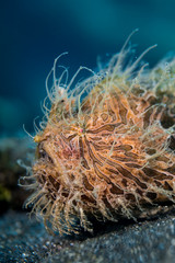Hairy Frogfish portrait in Lembeh
