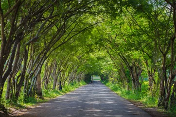Papier Peint photo Lavable Arbres road with tree tunnel in thailand