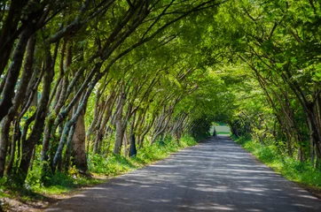Foto auf Acrylglas Bäume road with tree tunnel in thailand