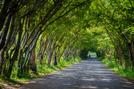 road with tree tunnel in thailand