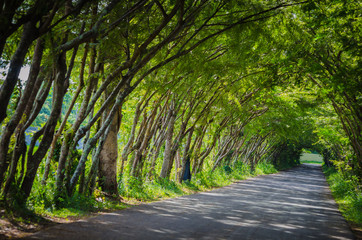 road with tree tunnel in thailand