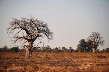 Decke mit Muster Baobab baobab na afrykańskiej sawannie