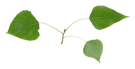 Balsam poplar, Populus balsamifera twig isolated on white background