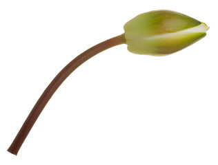 European white water-lily, Nymphaea alba bud isolated on white background