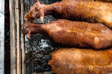 Hereford calves browns in the Liniers Market, Argentina