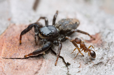 Myrmica ant attacking Fencepost jumper, Marpissa muscosa on bark