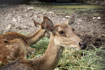Group of deers sitting on the ground
