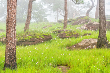 Obraz premium Pink flower field with green meadaw and moss rock in pine forest