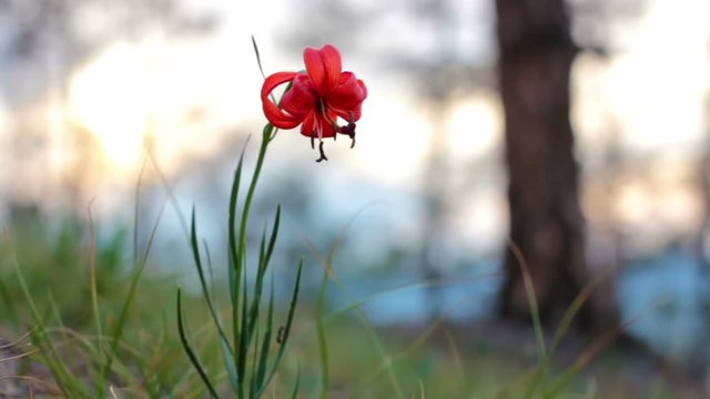 Rare and beautiful flower lily dwarf on the shore of Lake Baikal