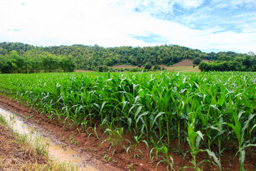 Green corn field