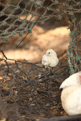 biała kura i kurczak przy ogrodzeniu © agarianna