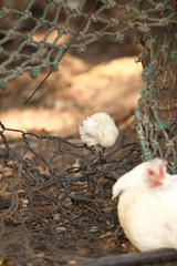 biała kura i kurczak przy ogrodzeniu - obrazy, fototapety, plakaty