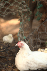 biała kura i kurczak przy ogrodzeniu © agarianna