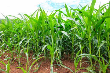 Obraz premium Green corn field
