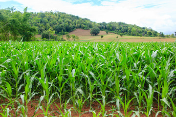 Green corn field