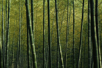 Obraz na płótnie Canvas Bamboo Forest Nature Green Bamboo Shoot Concept