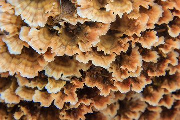 Close Up of mushroom