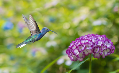 Hummingbird hovering on hydrangea