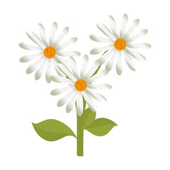 flower bouquet floral spring plant petal nature decorative vector illustration isolated