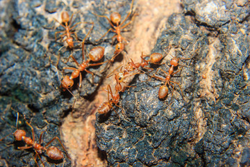 red ant