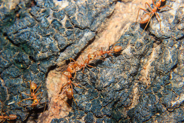 red ant