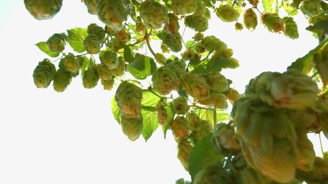 Growing hops in the sun. 2 Shots. Close-up.