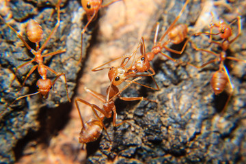 red ant
