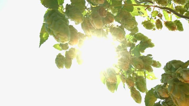 Growing hops in the sun. 2 Shots. Close-up.