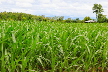 Green corn field