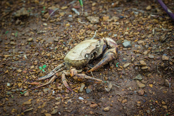 Remains of dead crab