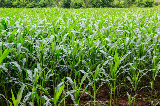 Green corn field