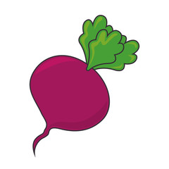 beet beetroot food  vegetable root organic natural vector illustration isolated 