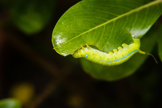 caterpillar worm on leaf