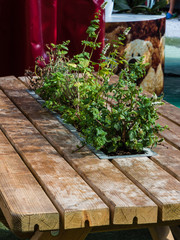 Wodden Table with Green Plants Inside