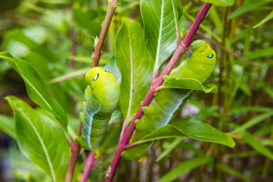 caterpillar worm on branch in the garden