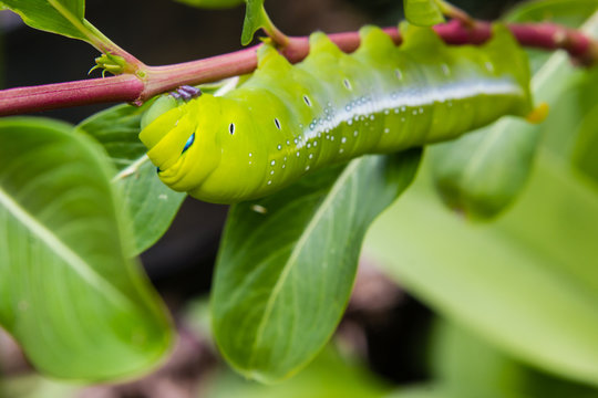 caterpillar worm on branch in the garden