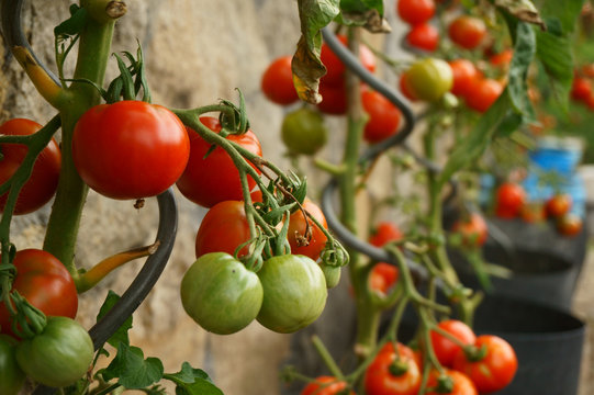 tomatoes plants with produce