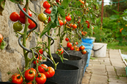 tomatoes plants with produce