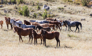 horses in the pasture