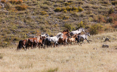 herd of galloping horses