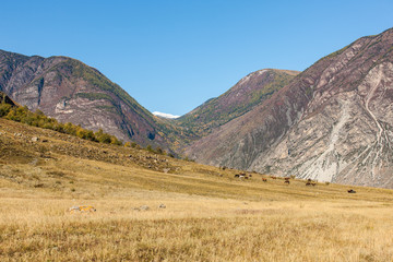 Naklejka premium Herd of horses in a mountains