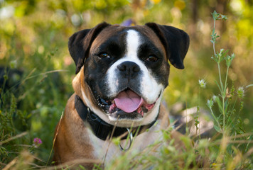 Boxer dog in the grass