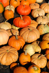 pumpkin harvest