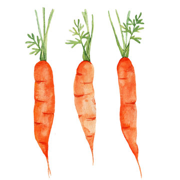 watercolor carrot sketch